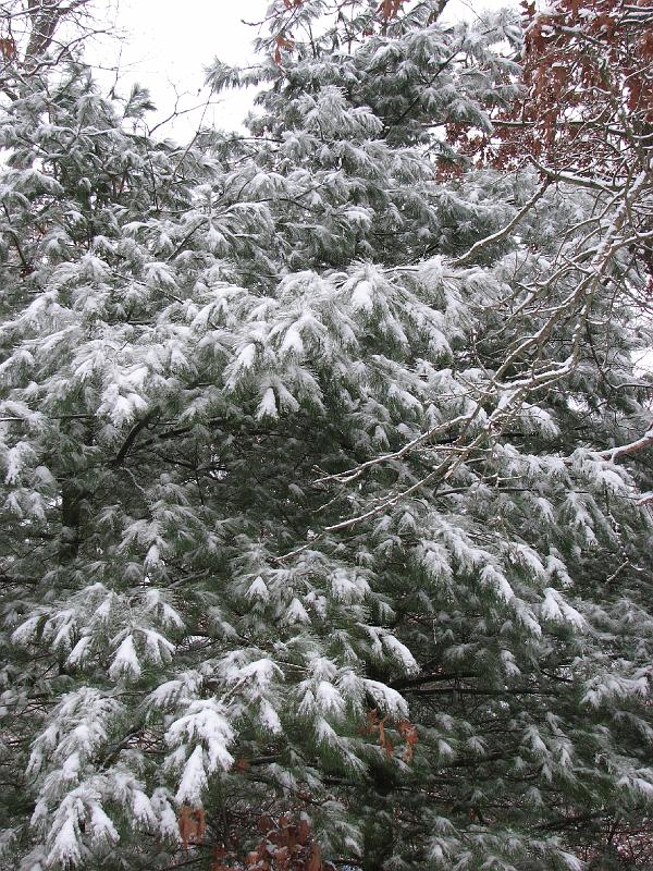 2008-12-07_First_Snow 018.jpg